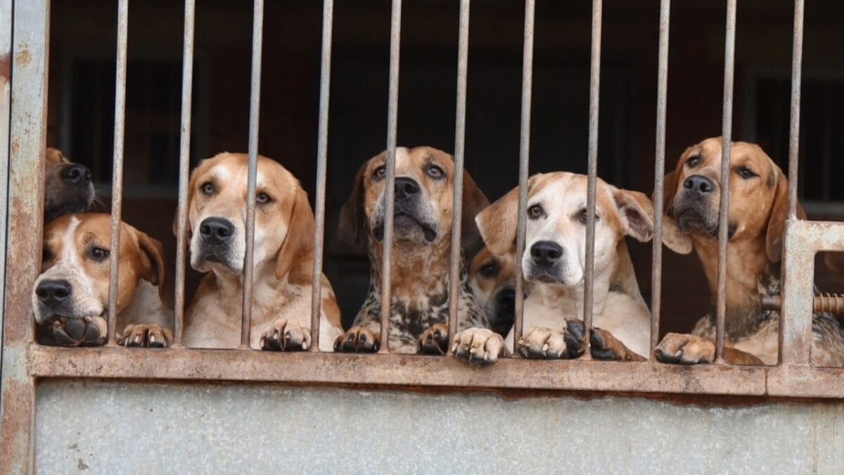 South Korea Votes to End Dog Meat Industry by 2027 with 500,000 Dogs for Rehoming 4 South Korea Votes to End Dog Meat Industry by 2027 with 500,000 Dogs for Rehoming - english foxhound adoption ss2454466197