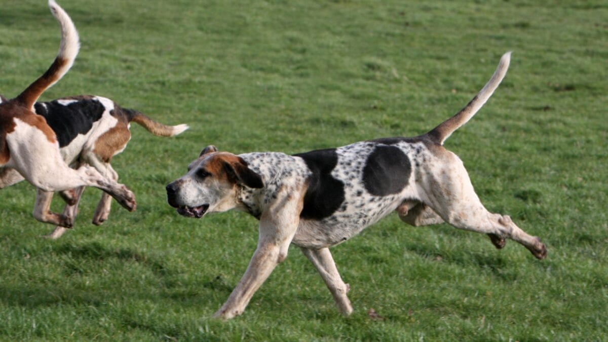 10 Considerations Before Adding an English Foxhound to Your Household 4 10 Considerations Before Adding an English Foxhound to Your Household - english foxhound barking ss9868801