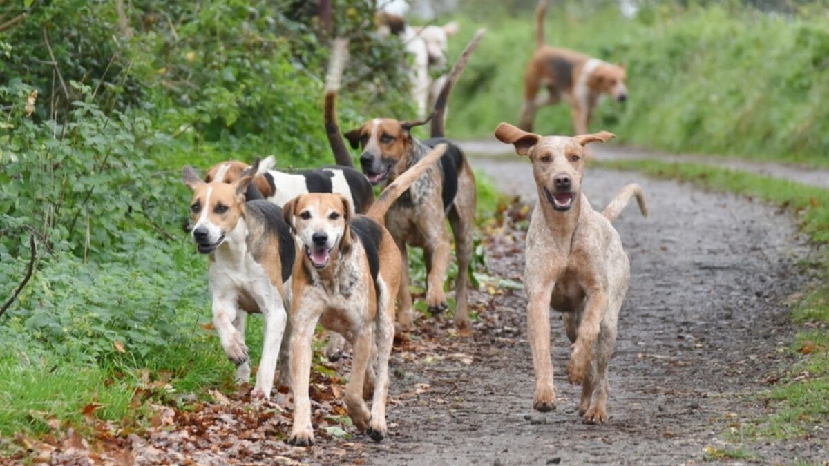10 Considerations Before Adding an English Foxhound to Your Household 6 10 Considerations Before Adding an English Foxhound to Your Household - english foxhound group ss2223896399