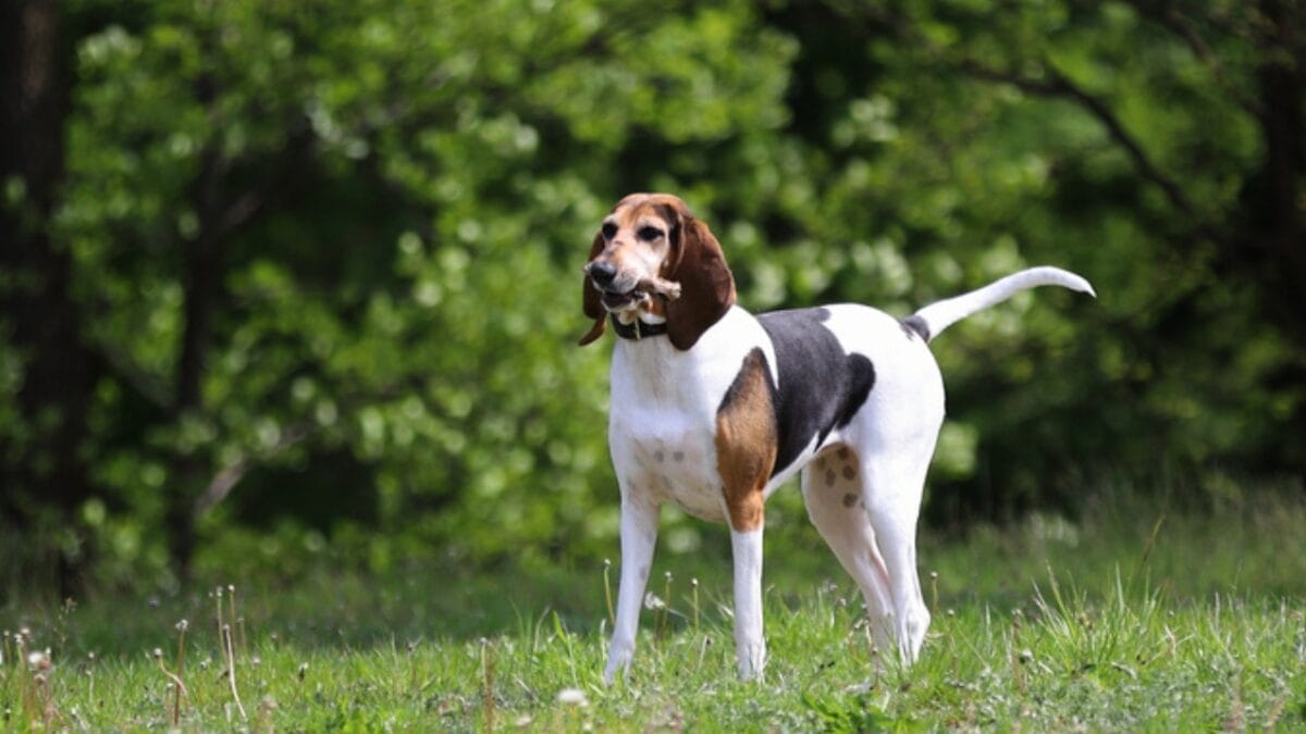 10 Considerations Before Adding an English Foxhound to Your Household 5 10 Considerations Before Adding an English Foxhound to Your Household - english foxhound hunter ss1735472348