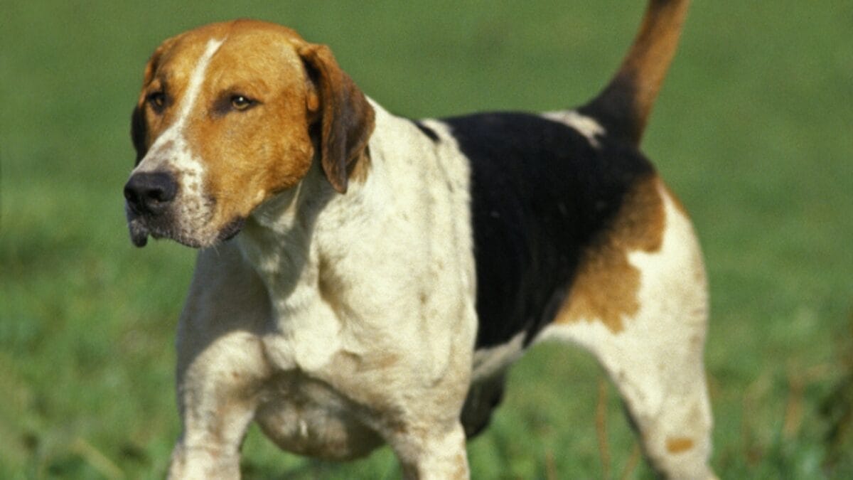 10 Considerations Before Adding an English Foxhound to Your Household 11 10 Considerations Before Adding an English Foxhound to Your Household - english foxhound lifespan dp350781816