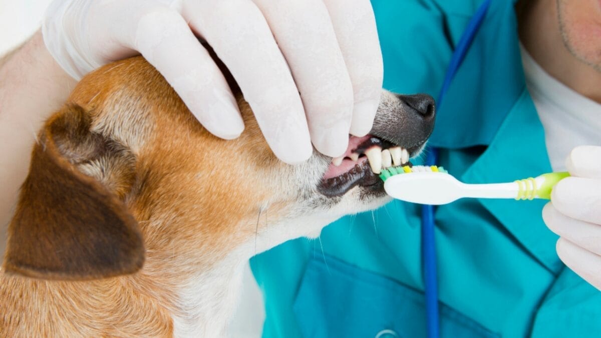 10 Considerations Before Adding an English Foxhound to Your Household 8 10 Considerations Before Adding an English Foxhound to Your Household - english foxhound toothbrush dp52866579