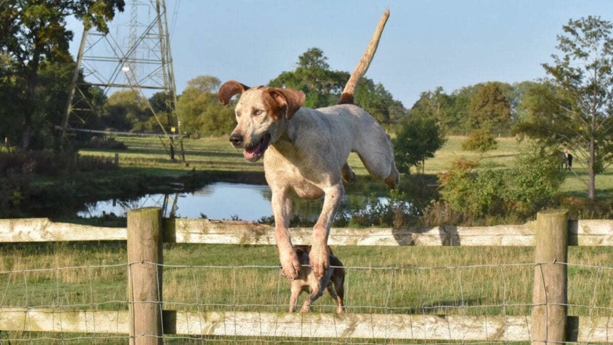 10 Considerations Before Adding an English Foxhound to Your Household 7 10 Considerations Before Adding an English Foxhound to Your Household - english foxhound training ss2217596969