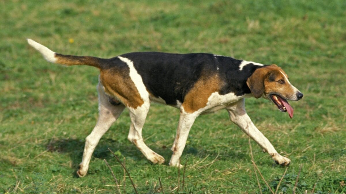 10 Considerations Before Adding an English Foxhound to Your Household 2 10 Considerations Before Adding an English Foxhound to Your Household - english foxhound walking dp350765578