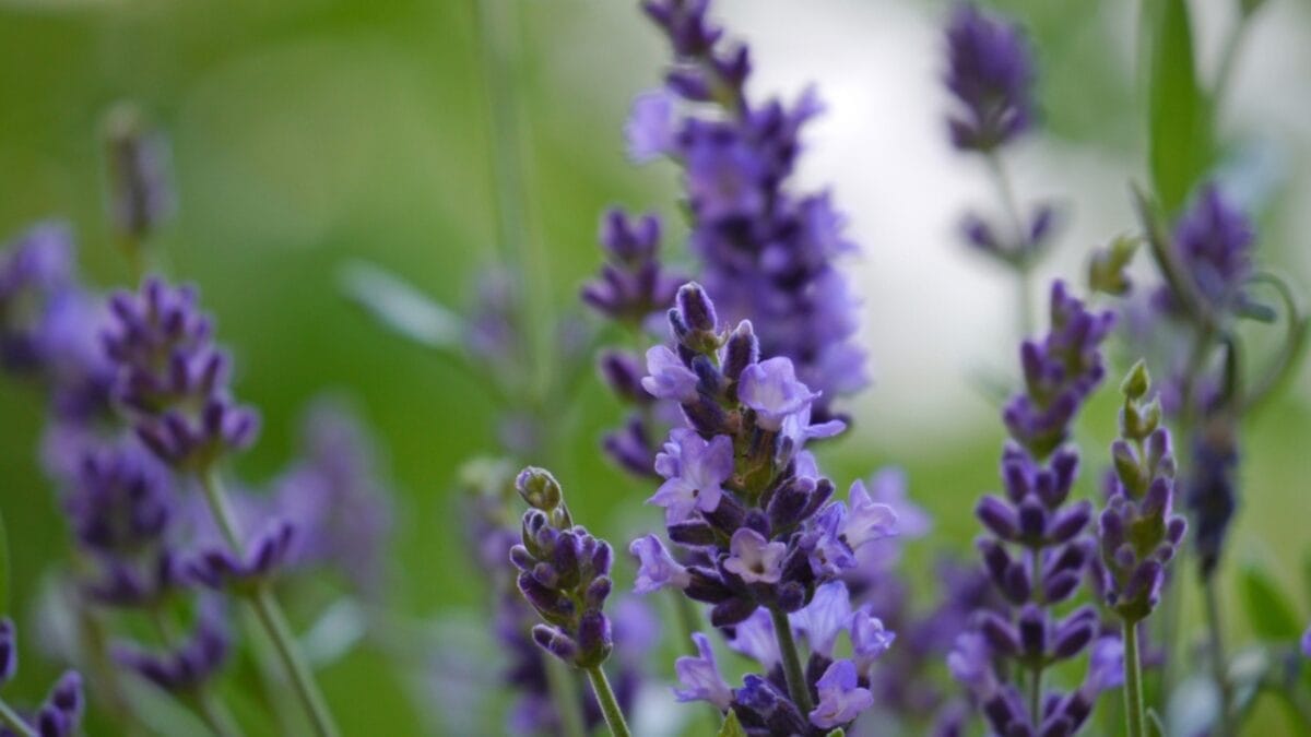 Deer-Proof Your Yard with This Gorgeous Botanical - english lavender dp80111674
