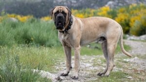 Unleashing the Mastiff: 10 Facts About the Dog Breed That Once Fought Lions 1 Unleashing the Mastiff: 10 Facts About the Dog Breed That Once Fought Lions - english mastiff portrait ss2332277195