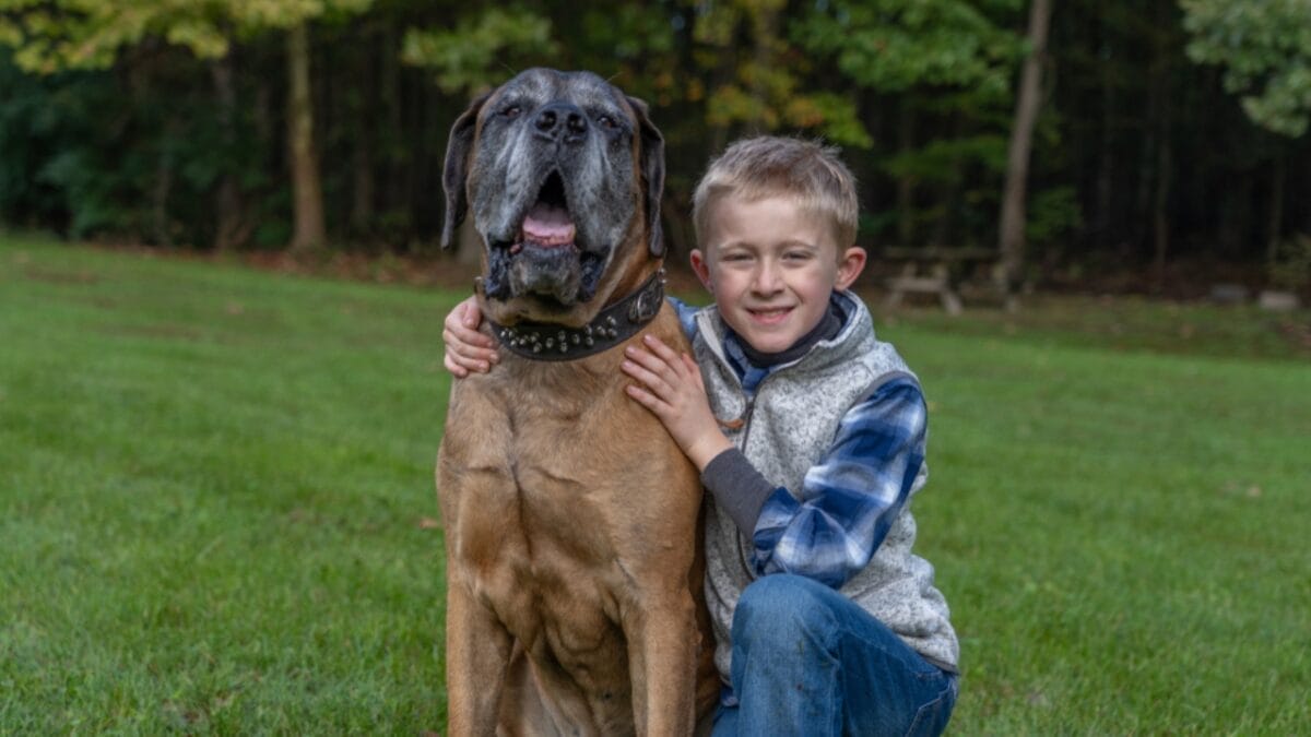 Unleashing the Mastiff: 10 Facts About the Dog Breed That Once Fought Lions 11 Unleashing the Mastiff: 10 Facts About the Dog Breed That Once Fought Lions - english mastiff ss1214904850