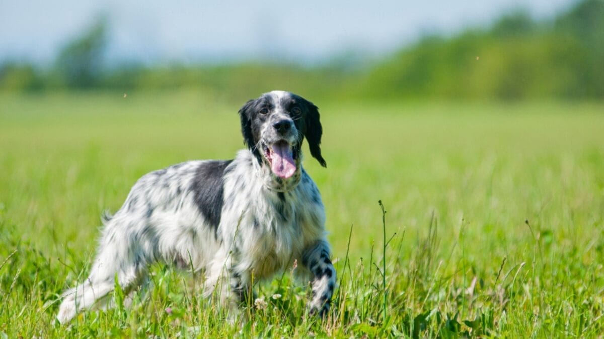 31 Endangered Dog Breeds at Risk of Disappearing 8 31 Endangered Dog Breeds at Risk of Disappearing - english setter ss1918101053