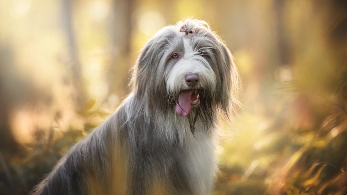 From Hidden Eyes to Tail-less Births: 9 Little-Known Things About Old English Sheepdogs - english sheepdog autumn ss2036045924
