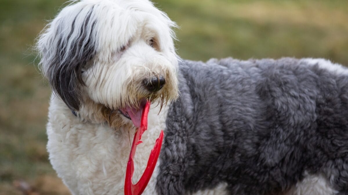 From Hidden Eyes to Tail-less Births: 9 Little-Known Things About Old English Sheepdogs - english sheepdog broken frisbee ss1793788567