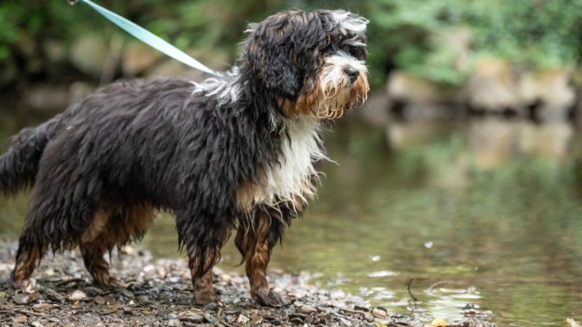 From Hidden Eyes to Tail-less Births: 9 Little-Known Things About Old English Sheepdogs 4 From Hidden Eyes to Tail-less Births: 9 Little-Known Things About Old English Sheepdogs - english sheepdog leash in water ss2416479101