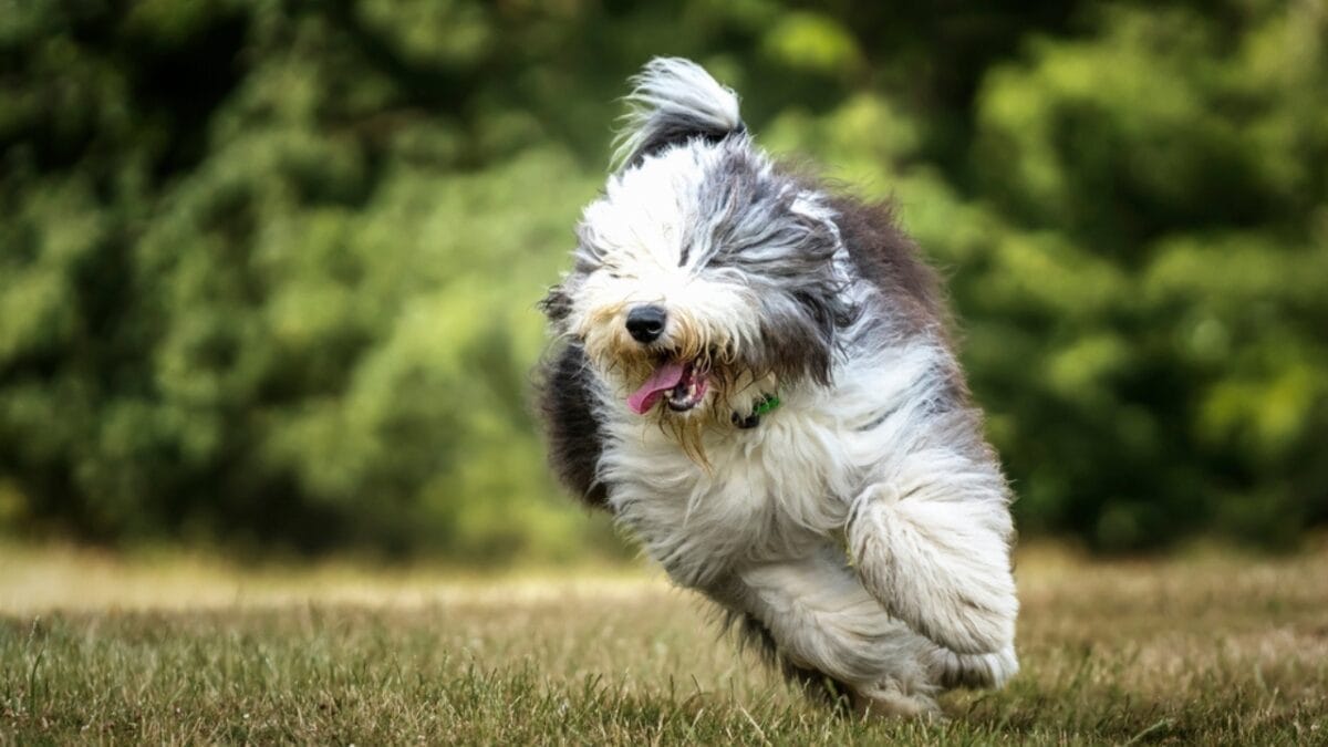 From Hidden Eyes to Tail-less Births: 9 Little-Known Things About Old English Sheepdogs - english sheepdog running ss2238667399