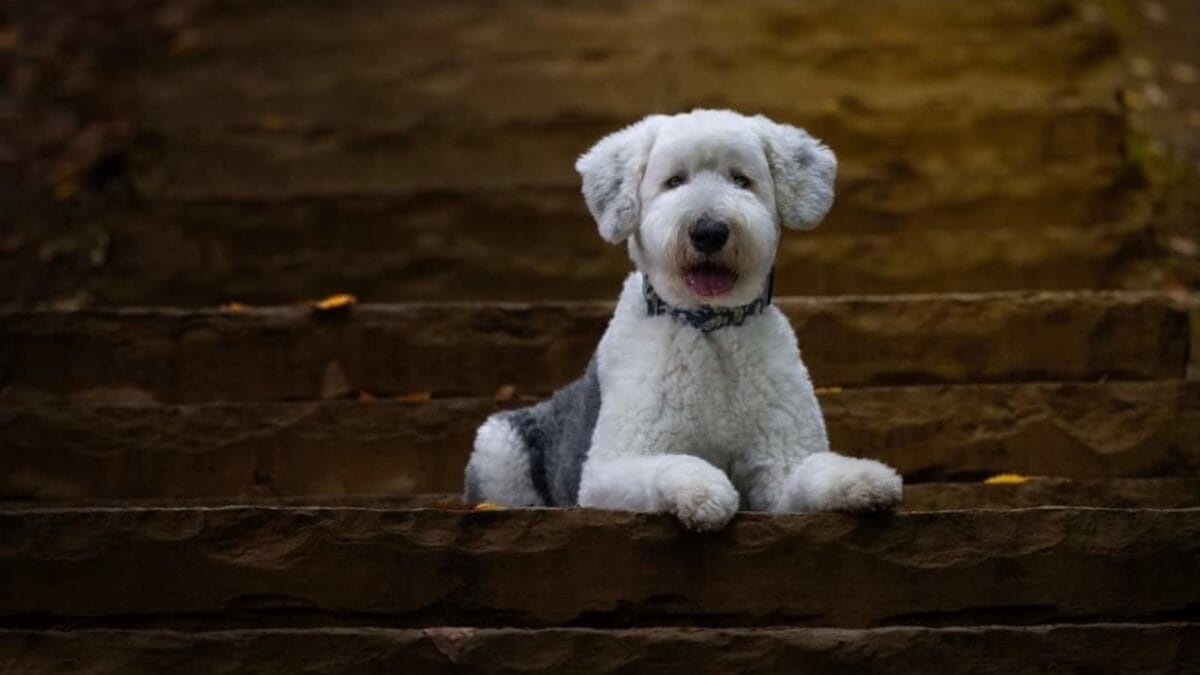 From Hidden Eyes to Tail-less Births: 9 Little-Known Things About Old English Sheepdogs - english sheepdog sitting stairs ss2432835411