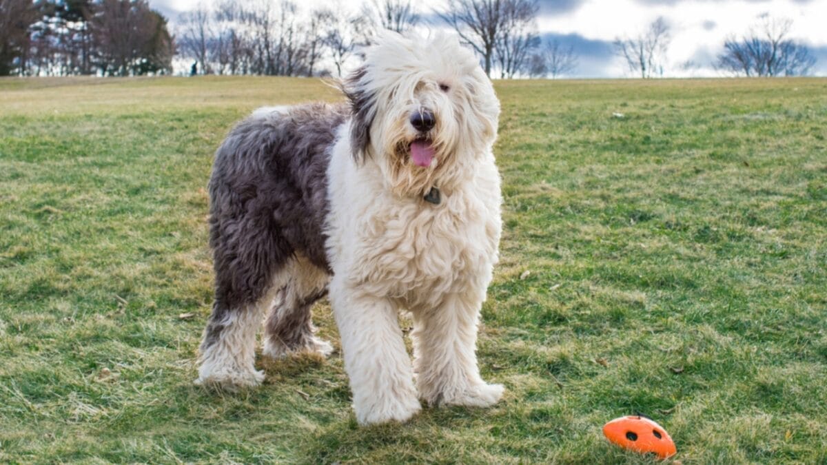 From Hidden Eyes to Tail-less Births: 9 Little-Known Things About Old English Sheepdogs - english sheepdog standing grass ss1603192219