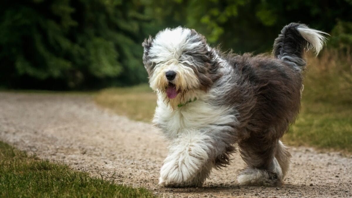 From Hidden Eyes to Tail-less Births: 9 Little-Known Things About Old English Sheepdogs - english sheepdog walking grass ss2238704823