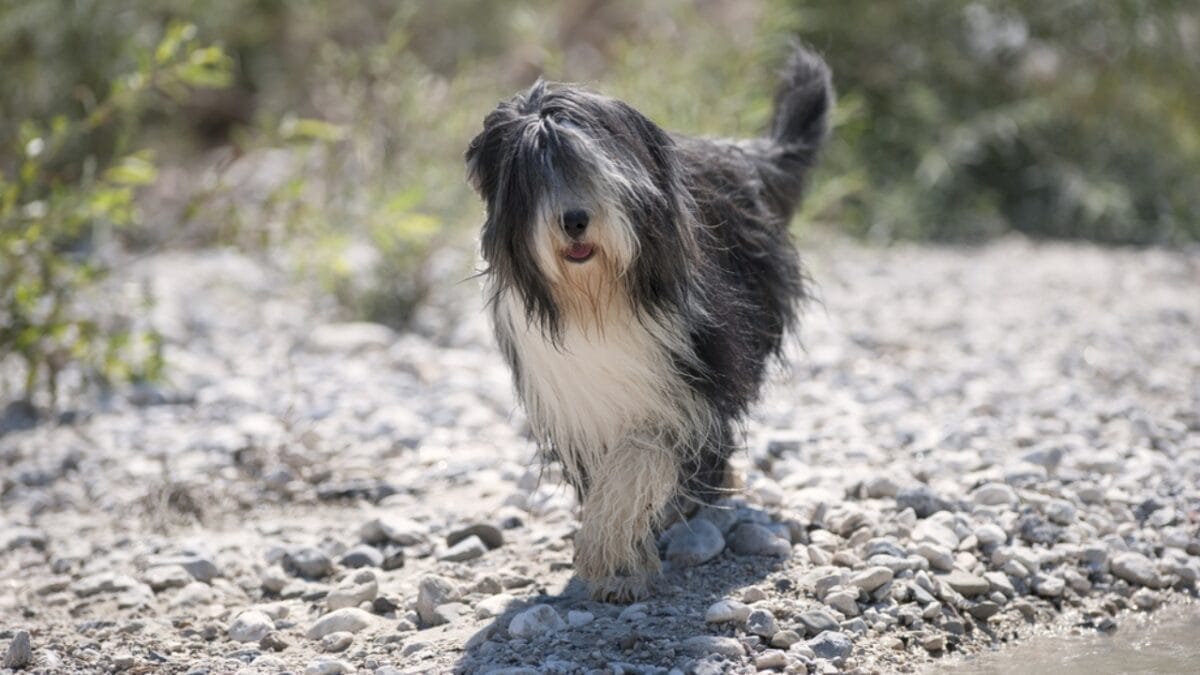 From Hidden Eyes to Tail-less Births: 9 Little-Known Things About Old English Sheepdogs - english sheepdog walking rocks ss636628510