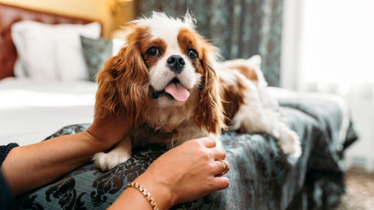 10 Most Lovable English Toy Spaniel Personality Traits That Will Charm Your Heart 11 10 Most Lovable English Toy Spaniel Personality Traits That Will Charm Your Heart - english toy spaniel condo ss1827302792