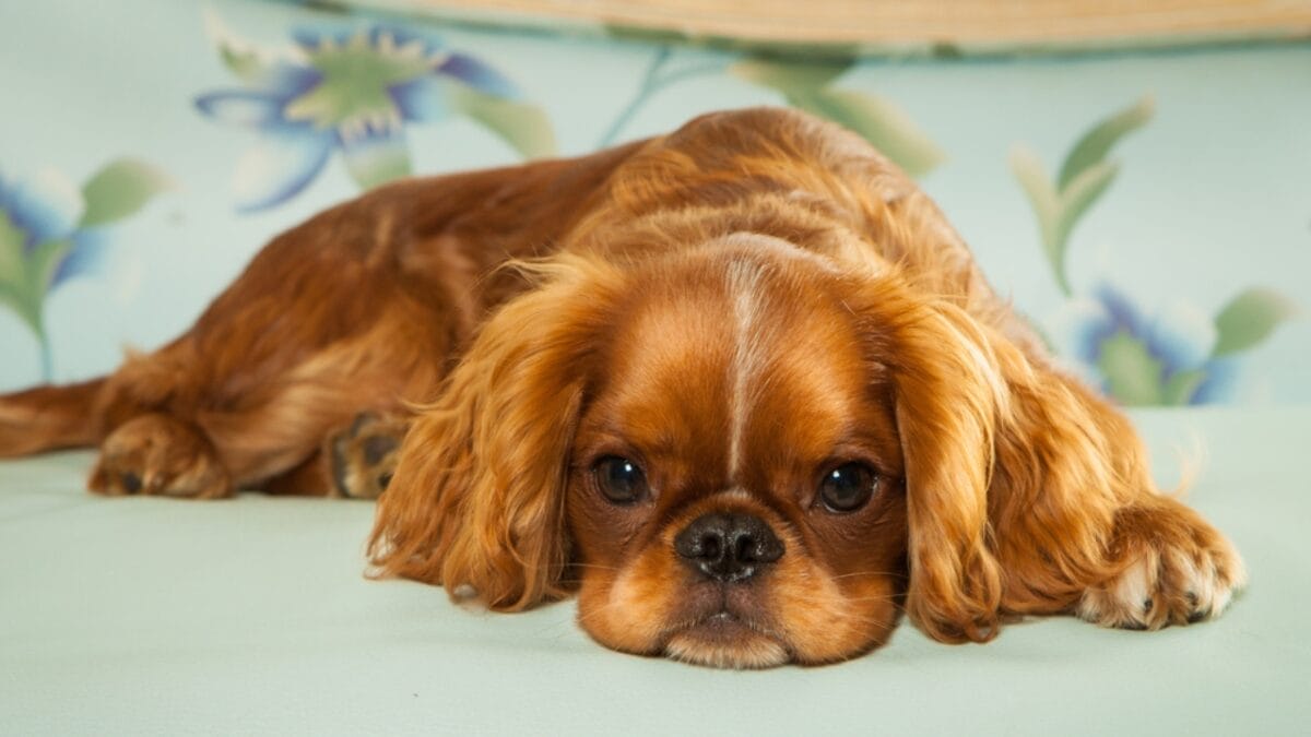 10 Most Lovable English Toy Spaniel Personality Traits That Will Charm Your Heart 3 10 Most Lovable English Toy Spaniel Personality Traits That Will Charm Your Heart - english toy spaniel laying ss500741713