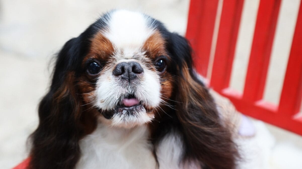 10 Most Lovable English Toy Spaniel Personality Traits That Will Charm Your Heart 4 10 Most Lovable English Toy Spaniel Personality Traits That Will Charm Your Heart - english toy spaniel polite ss1441242737