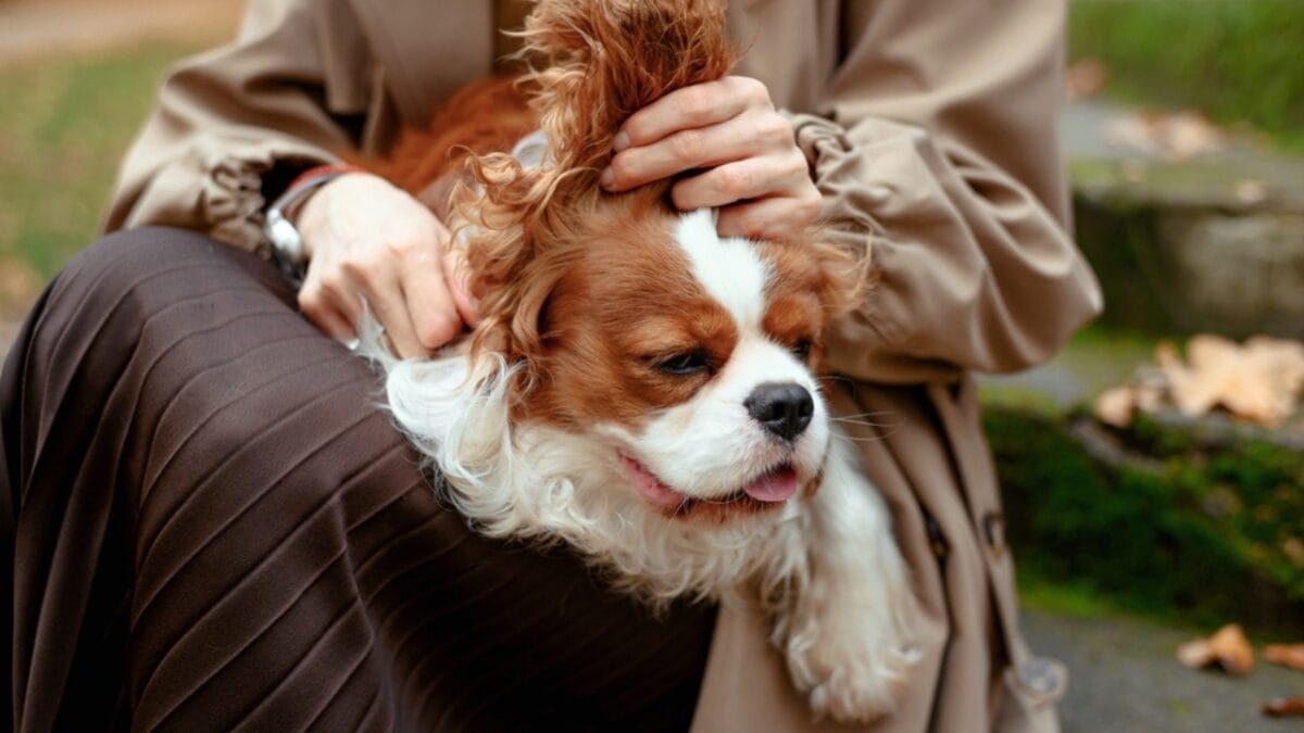 10 Most Lovable English Toy Spaniel Personality Traits That Will Charm Your Heart 7 10 Most Lovable English Toy Spaniel Personality Traits That Will Charm Your Heart - english toy spaniel with owner ss2227475971