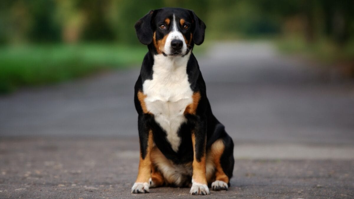Meet the Entlebucher Mountain Dog: 10 Facts About This Swiss Breed 11 Meet the Entlebucher Mountain Dog: 10 Facts About This Swiss Breed - entlebucher dog extinct ss1172347351