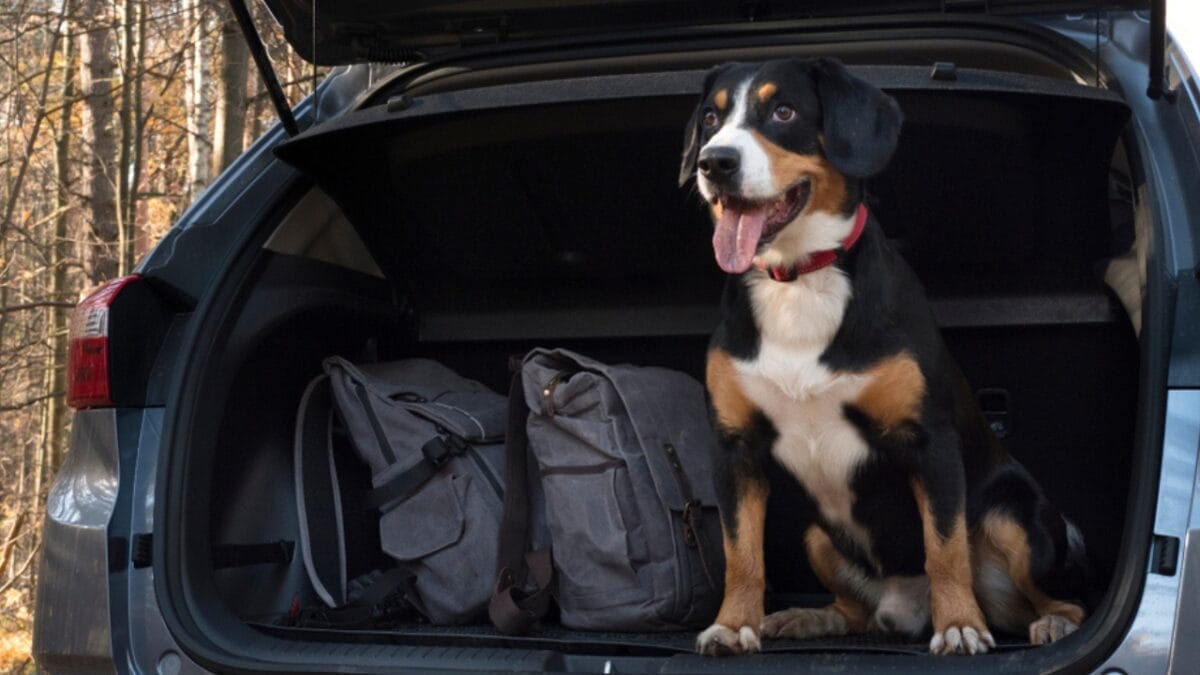 Meet the Entlebucher Mountain Dog: 10 Facts About This Swiss Breed 10 Meet the Entlebucher Mountain Dog: 10 Facts About This Swiss Breed - entlebucher dog in car ss1219407889