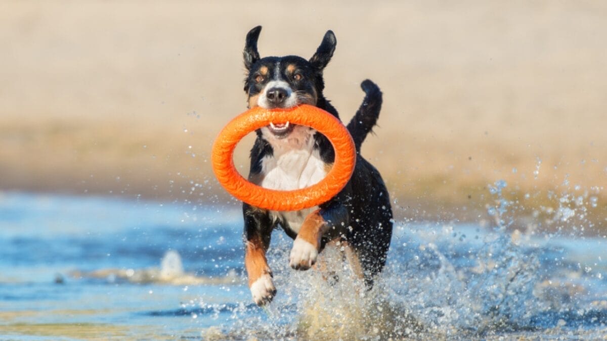 Meet the Entlebucher Mountain Dog: 10 Facts About This Swiss Breed 9 Meet the Entlebucher Mountain Dog: 10 Facts About This Swiss Breed - entlebucher dog playing ss686312695