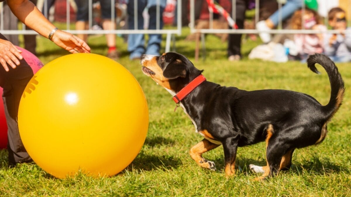 15 Dog Care Mistakes You May Not Realize You’re Making 13 15 Dog Care Mistakes You May Not Realize You’re Making - entlebucher dog training ss1524948545