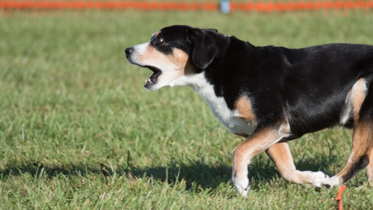 Meet the Entlebucher Mountain Dog: 10 Facts About This Swiss Breed 4 Meet the Entlebucher Mountain Dog: 10 Facts About This Swiss Breed - entlebucher mountain dog barking ss2095847839