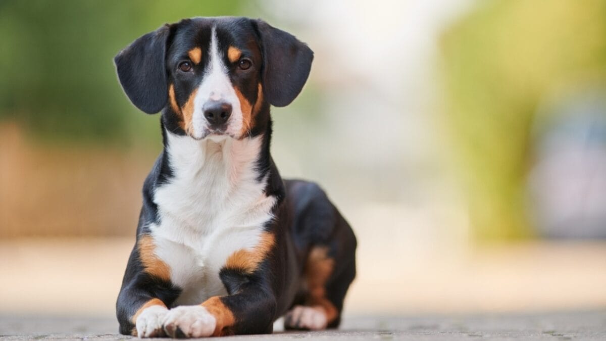 Meet the New Dog Breeds the AKC Has Recognized Since 2000 26 Meet the New Dog Breeds the AKC Has Recognized Since 2000 - entlebucher mountain dog coat ss2055453734