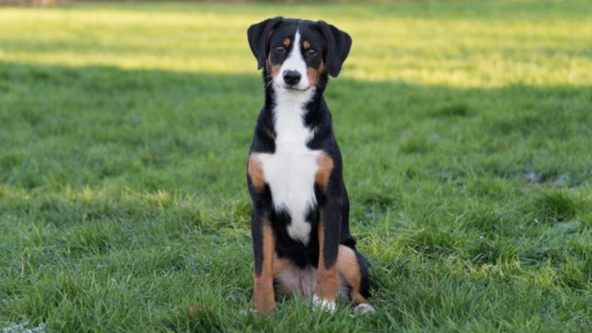 Meet the Entlebucher Mountain Dog: 10 Facts About This Swiss Breed 3 Meet the Entlebucher Mountain Dog: 10 Facts About This Swiss Breed - entlebucher mountain dog herding ss2387767103