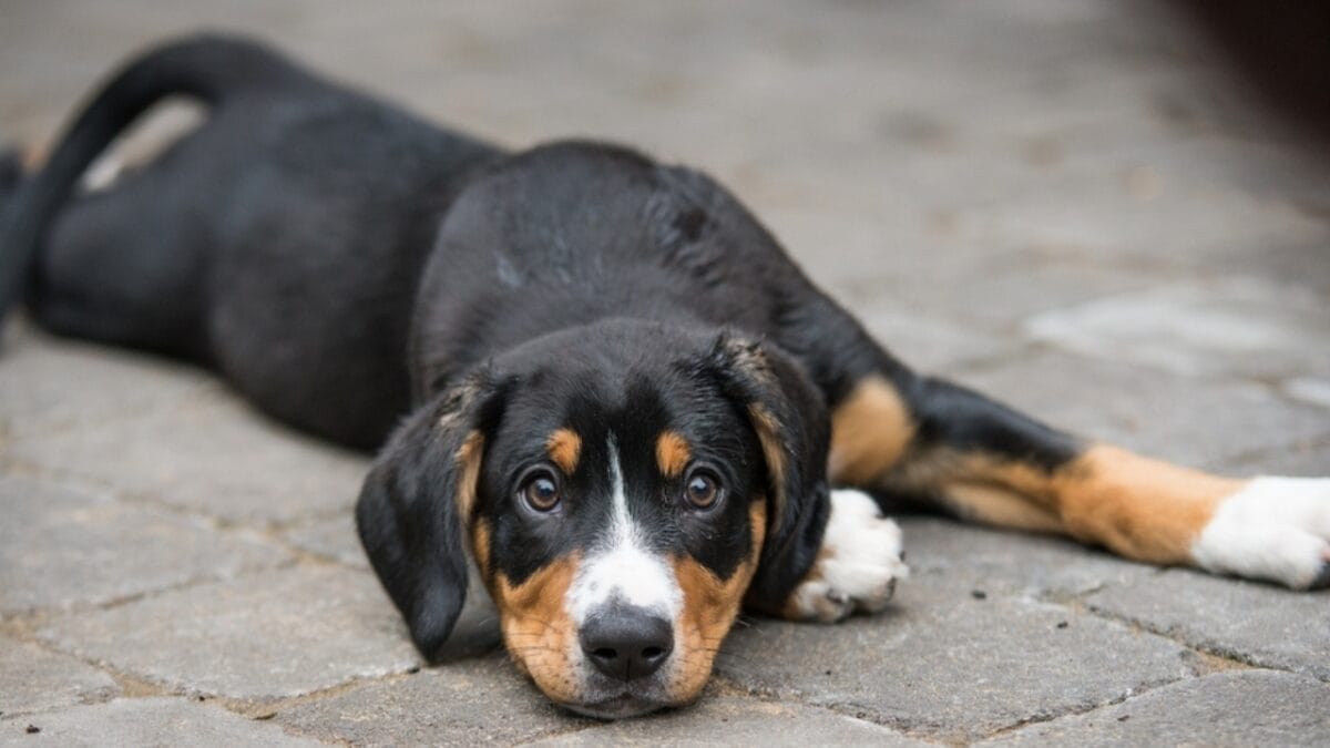 Meet the Entlebucher Mountain Dog: 10 Facts About This Swiss Breed 6 Meet the Entlebucher Mountain Dog: 10 Facts About This Swiss Breed - entlebucher mountain dog lifespan ss2164214921