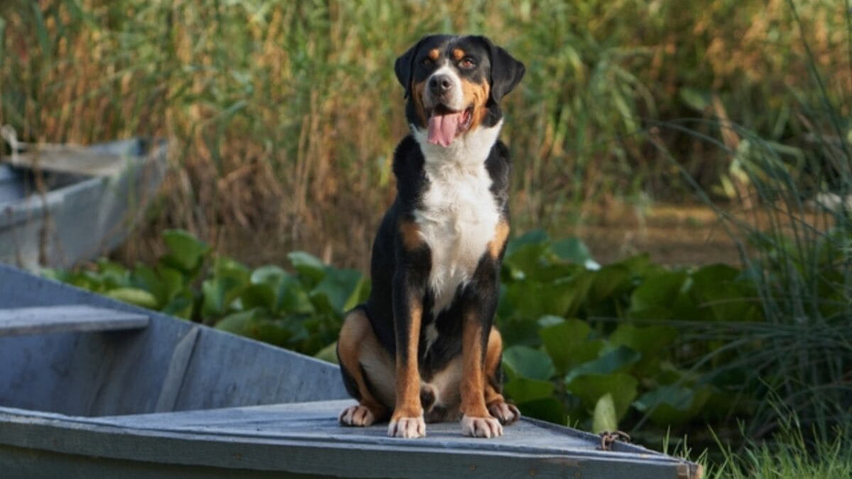 10 Majestic Mountain Dog Breeds You’ll Want in Your Life 7 10 Majestic Mountain Dog Breeds You’ll Want in Your Life - entlebucher mountain dog ss2445475513
