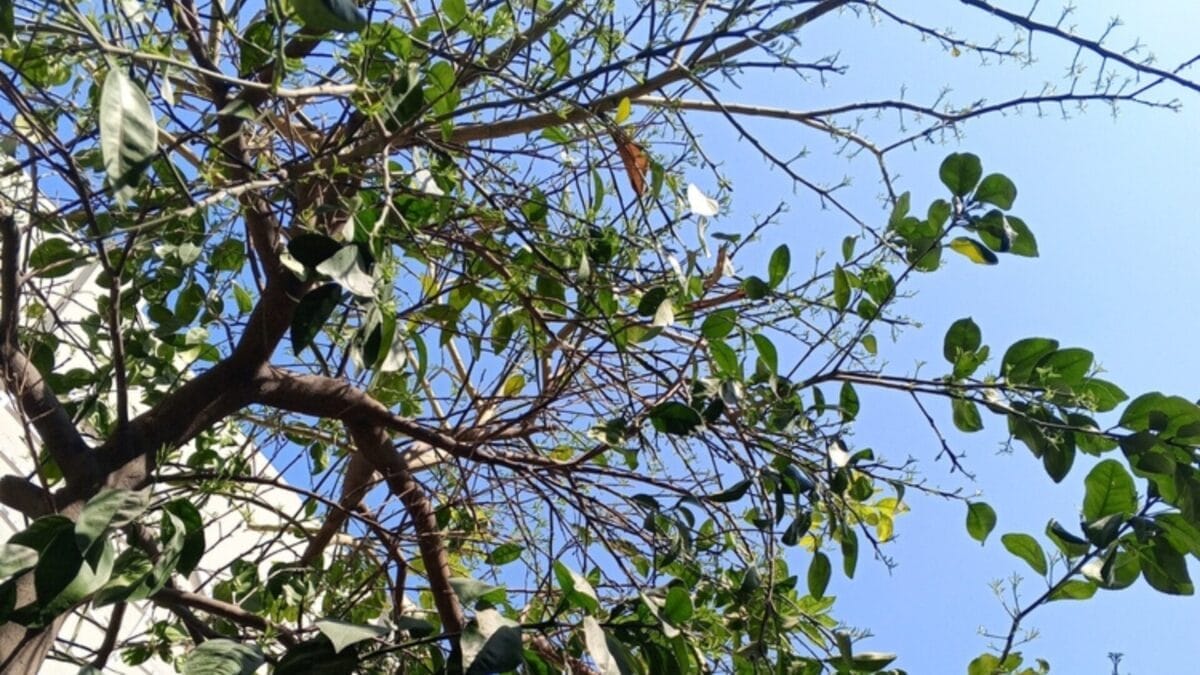 Growing Lemons in a Cup Step-by-Step 5 Growing Lemons in a Cup Step-by-Step - environment lemon plant ss2428187743