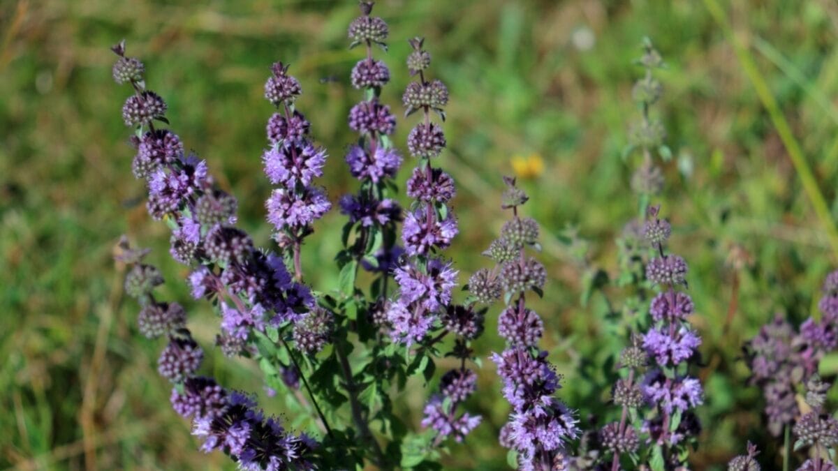 Keep Wasps Away with This Strong Smelling Plant in Your Garden 4 Keep Wasps Away with This Strong Smelling Plant in Your Garden - european pennyroyal flower ss2239189873
