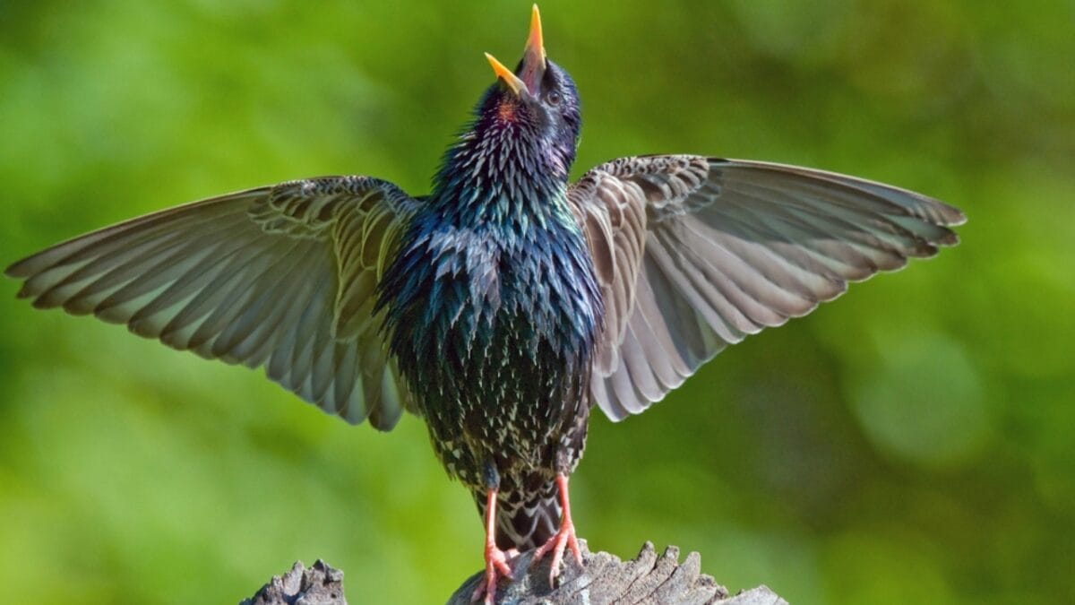 The Dark Cloud That's Actually Birds: Fall's Amazing Starling Show Happening Now 7 The Dark Cloud That's Actually Birds: Fall's Amazing Starling Show Happening Now - european starling bird dp54388741