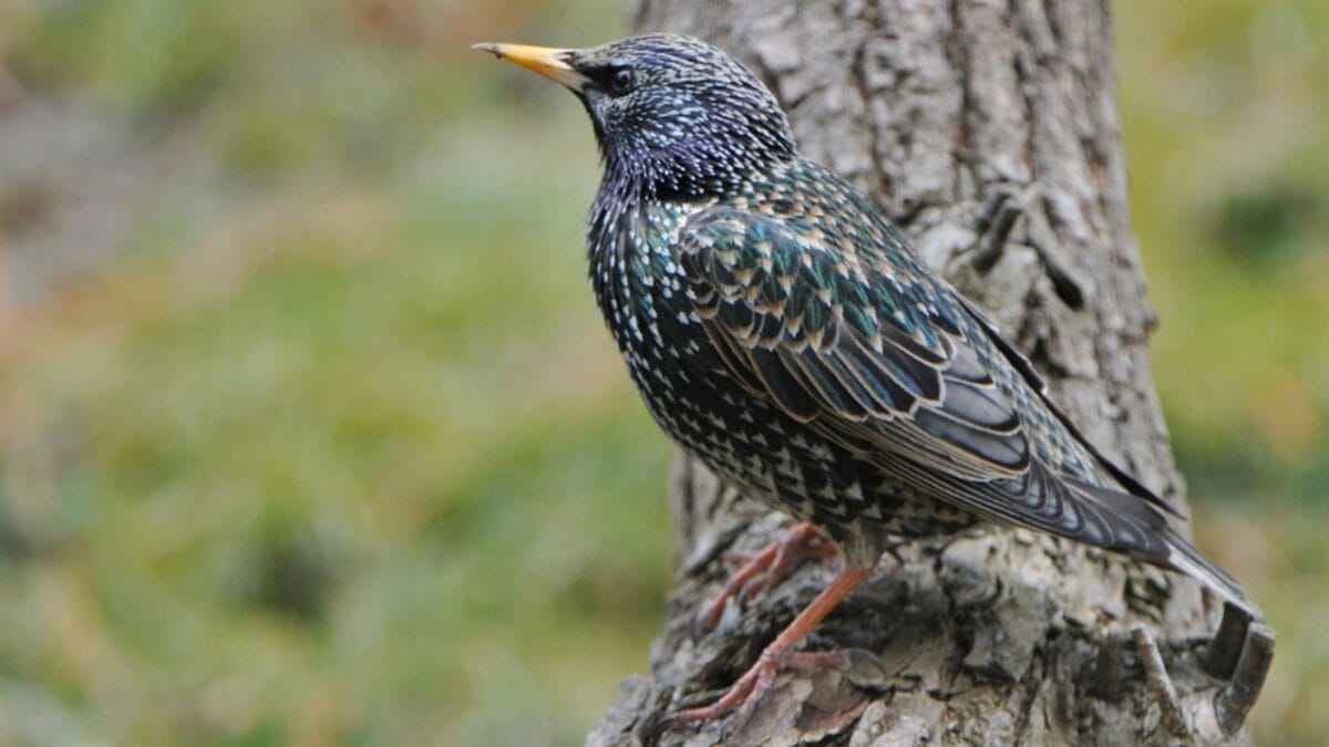 10 Common Birds You See in Your Yard & What They Symbolize - european starling ss1010347006
