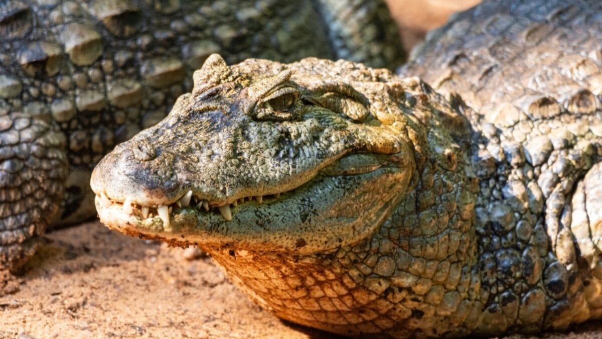 10 Largest Alligator Species Ever Recorded 8 10 Largest Alligator Species Ever Recorded - euthecodon ss2350758359