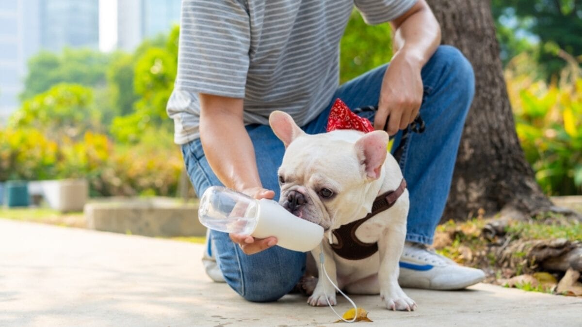 Growing Old Together: 10 Tips for Keeping Your Senior Dog Happy, Healthy & Full of Love 6 Growing Old Together: 10 Tips for Keeping Your Senior Dog Happy, Healthy & Full of Love - exercise bulldog ss2292998775