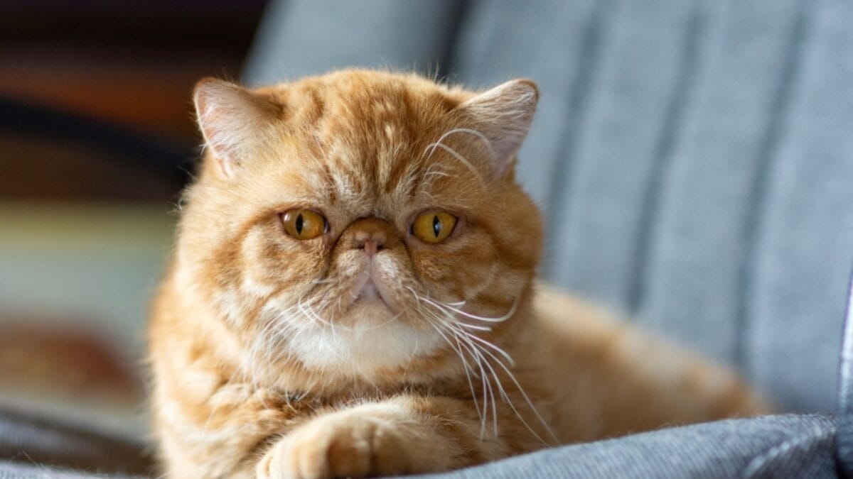 12 Black-Colored Cats Breaking Superstitions 11 12 Black-Colored Cats Breaking Superstitions - exotic short hair ss2077473610