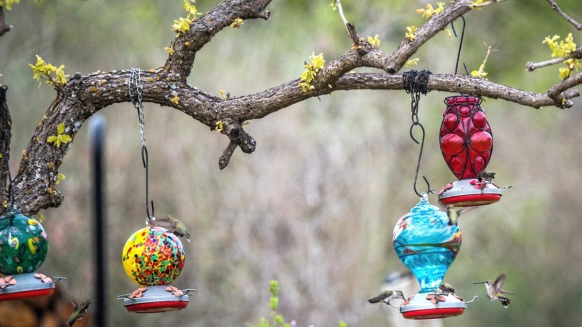 How Long Until Hummingbirds Find Your Feeder? 6 Factors - expand feeder ss1647094528