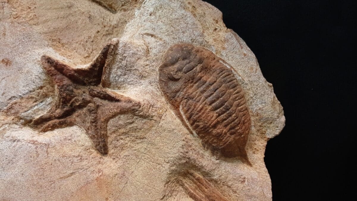 8 Little-Known Facts About the 8-Foot Millipede that Once Ruled the Carboniferous Era - extinction ss2151718203