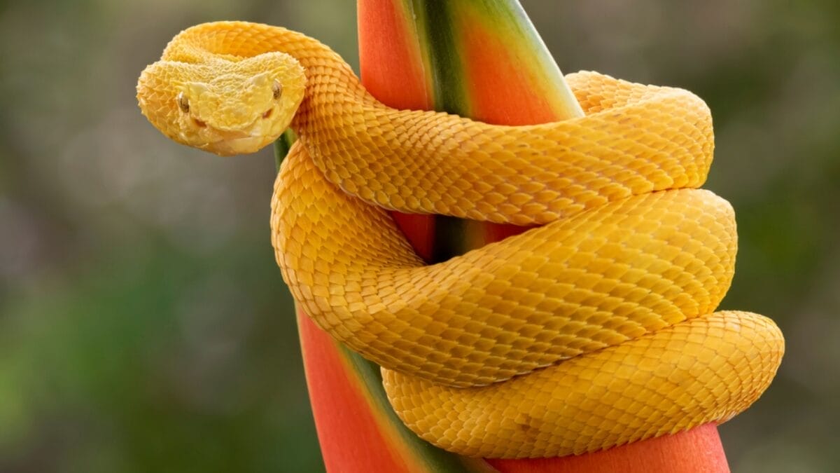 20 of the Most Colorful Snakes You'll Ever See 20 20 of the Most Colorful Snakes You'll Ever See - eyelash viper ss1956875704
