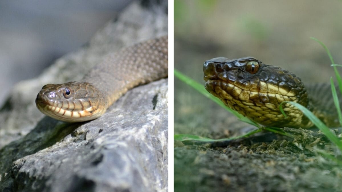 7 Simple Ways to Distinguish Watersnakes from Cottonmouths 7 7 Simple Ways to Distinguish Watersnakes from Cottonmouths - facial pits of watersnake and cottonmouth ss1539521237 2049177992