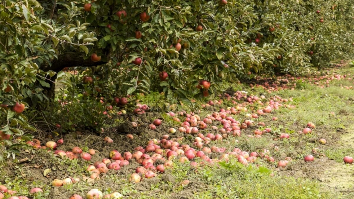 10 Smells That Attract Coyotes to Your Yard 5 10 Smells That Attract Coyotes to Your Yard - fallen fruit dp166398046