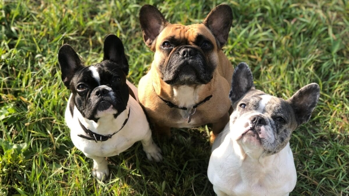 20 Dog Breeds That Lift Your Spirits & Bring Comfort on Hard Days 16 20 Dog Breeds That Lift Your Spirits & Bring Comfort on Hard Days - family of french bulldog ss2276738761