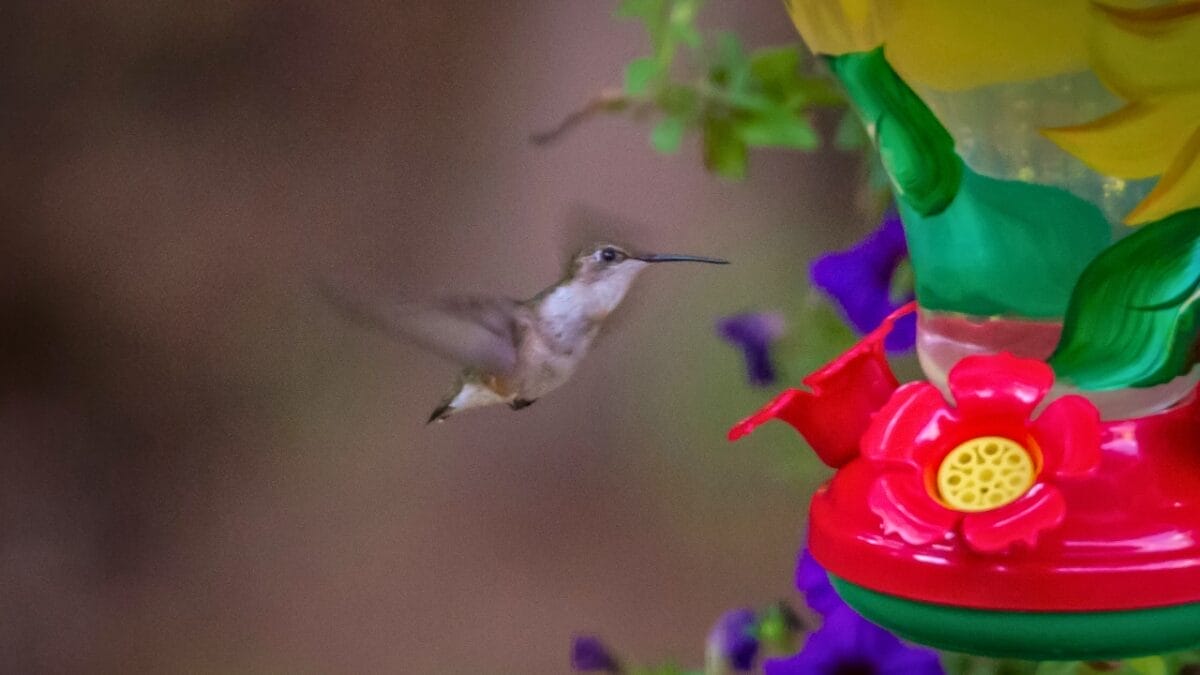 10 Things Scaring Hummingbirds Away From Your Yard 10 10 Things Scaring Hummingbirds Away From Your Yard - feeder hummingbirds dp207333266