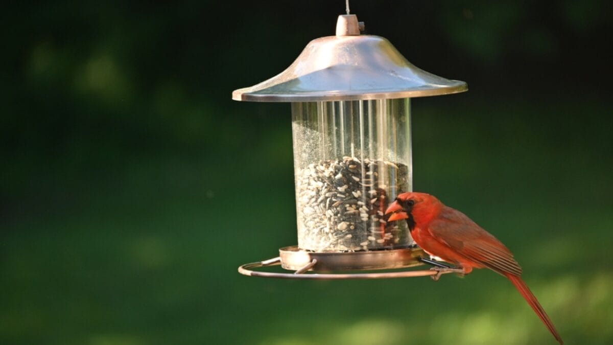 10 Ways to Attract Cardinals to Your Feeders - feeder with black seed dp537920254