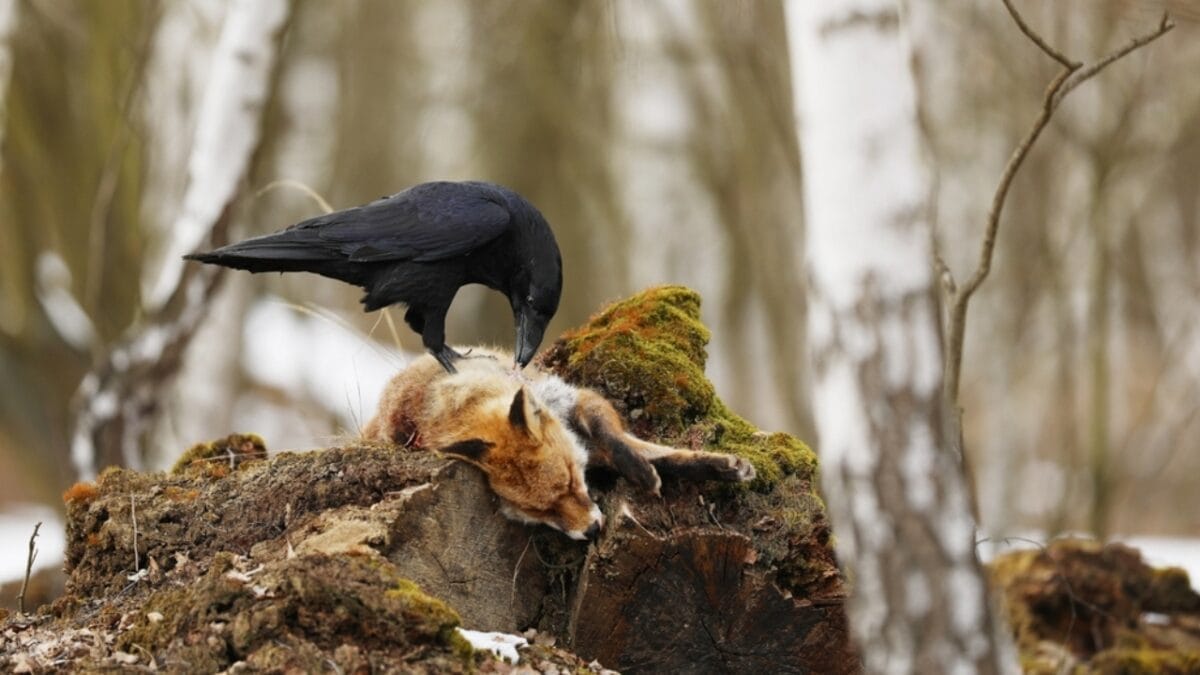 10 Ways to Tell Crows & Ravens Apart 9 10 Ways to Tell Crows & Ravens Apart - feeding habits ss2418480551
