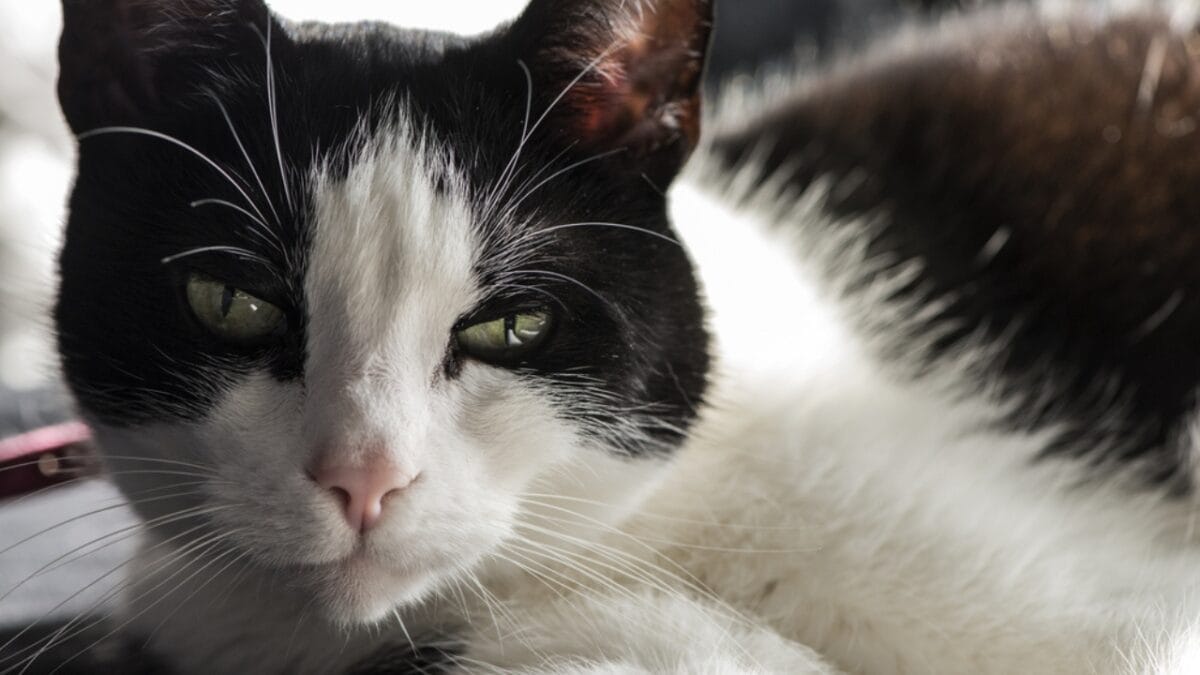 The Cat's Out of the Bag: 12 Little-Known Feline Facts 7 The Cat's Out of the Bag: 12 Little-Known Feline Facts - felicette space cat ss602662565